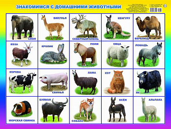 Плакат обуч. Знакомимся с домашними животными 00016 0+