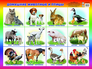 Плакат обуч. Домашние животные 0+