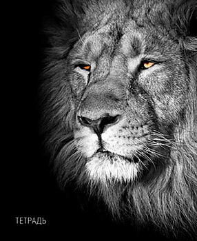 Тетрадь 40л. (клетка) АППЛИКА "Лев" С6046-41 обл.мел.карт.