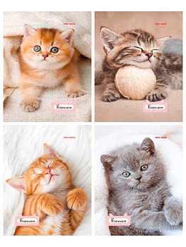 Блокнот А6  24л. Проф-Пресс "Милые котята-1" Б24-7168 цв.мелов.обл.,асс.