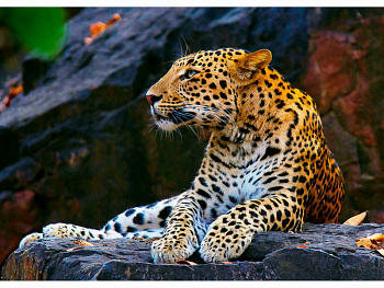 Алмазная мозаика класcика (22х32см) с подр,полн.зап. (20цв) Леопард на скале НД-8529