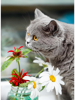 Алмаз.моз.блест.(22х32см) с подр,полн.зап. (24цв) Котик нюхает цветы НД-0817