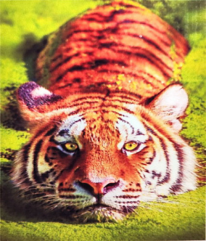 Алмазная мозаика (40х50см) с подрамником, полное заполнение 1020 DP