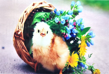 Алмазная мозаика (40х50см) с подрамником, полное заполнение 2199 DP