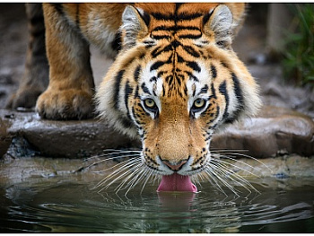 Алмаз.моз.класс.(30х40см) с подр,полн.зап. (30цв) Тигр у водоёма НД-0525